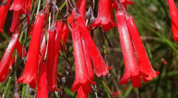 Firecracker plant