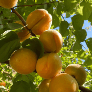 Apricot