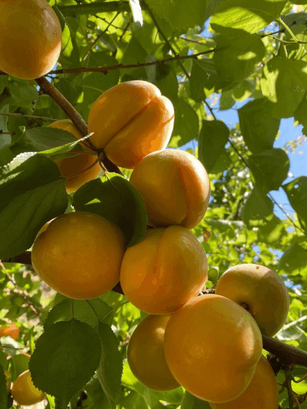 Apricot