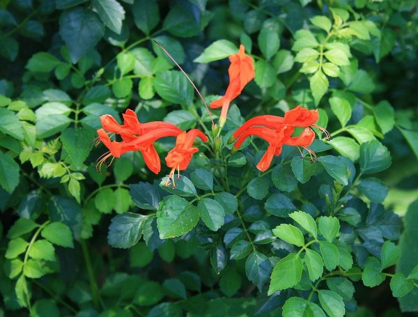 Cape Honeysuckle