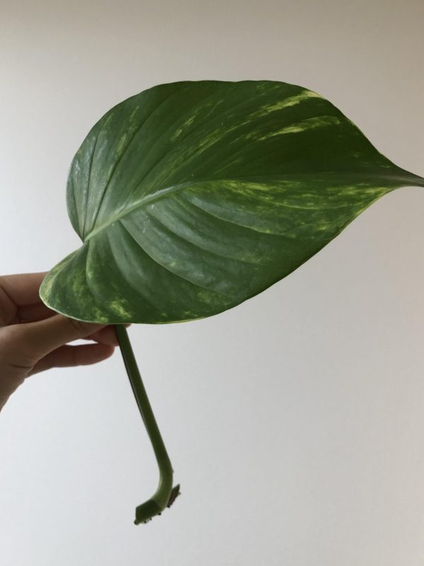 Giant Philodendron