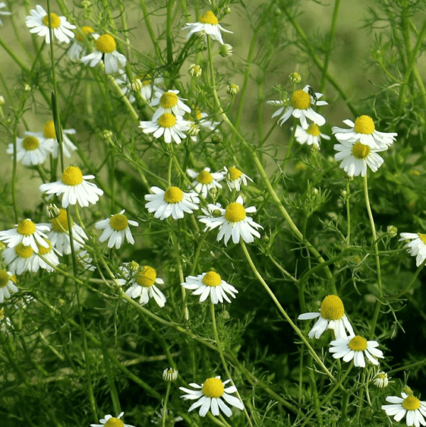 Chamomile Seeds