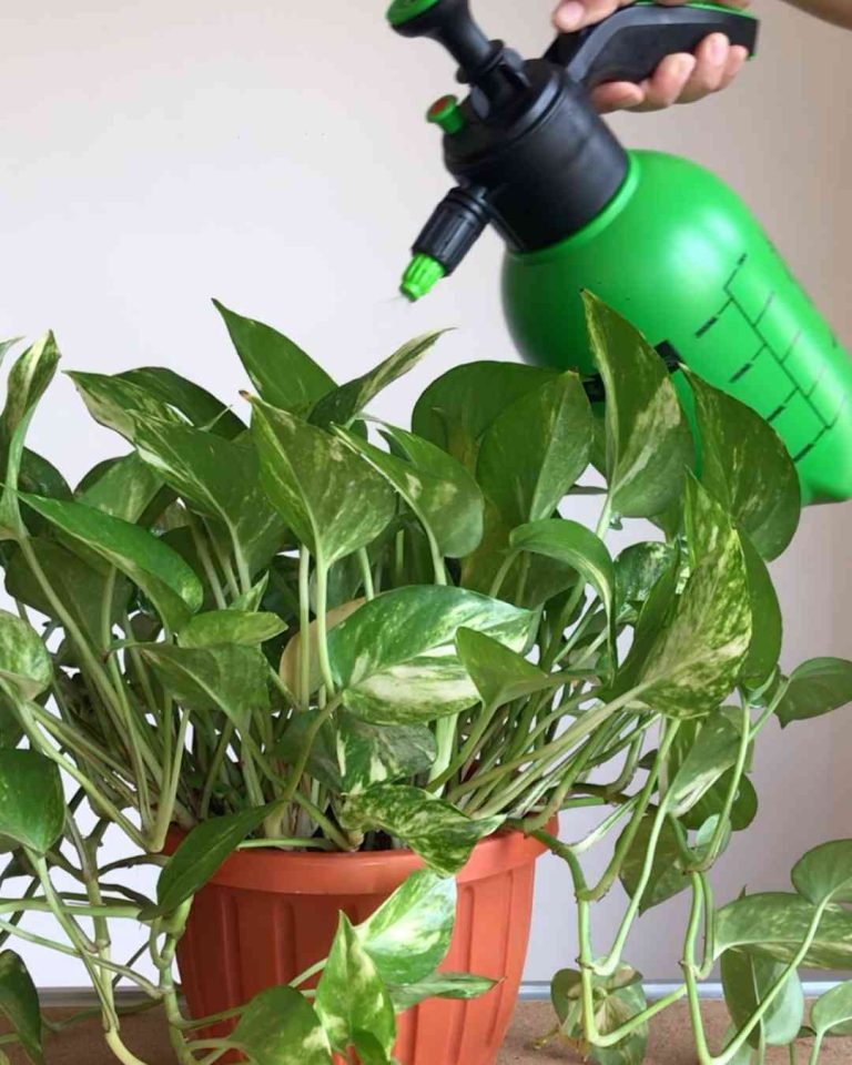 Castile Soap and Neem Oil for Your Plants Mashtal Garden Centers