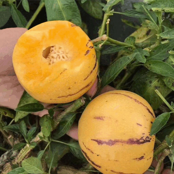 Pepino Melon