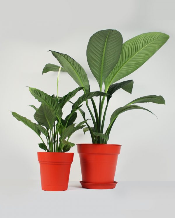 Pre-potted Lilles