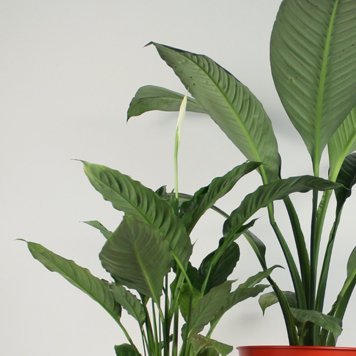 Prepotted plants مشتل