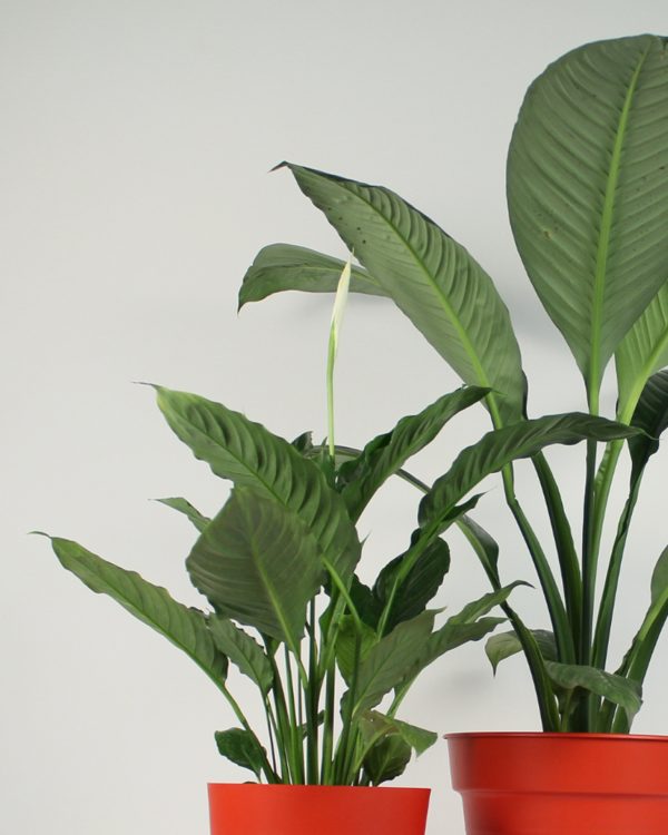 Pre-potted Lilles
