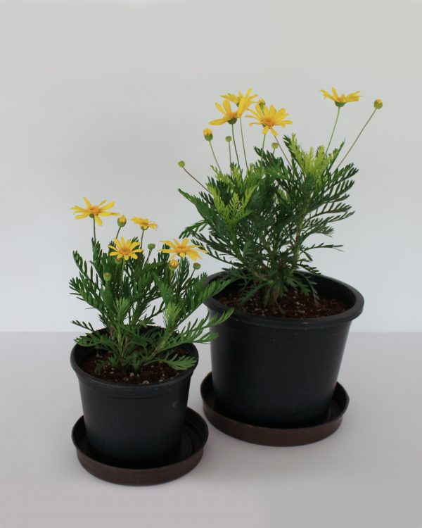 2 sizes golden daisy