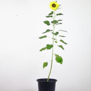 Common Sunflower