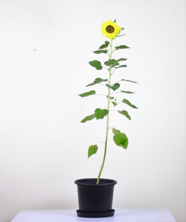 Common Sunflower