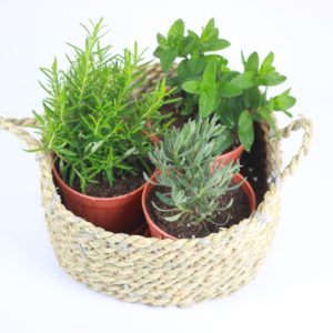 Garden Pot