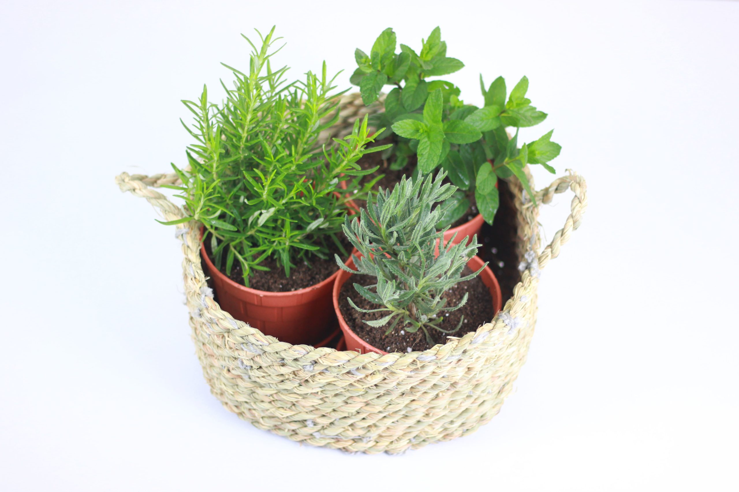 Garden Pot