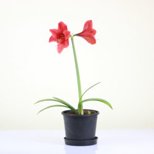 Amaryllis