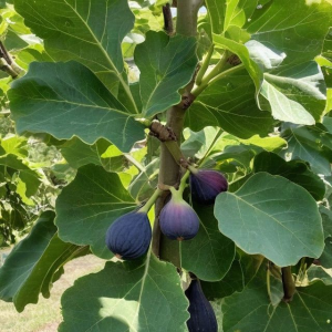 Common Fig Tree