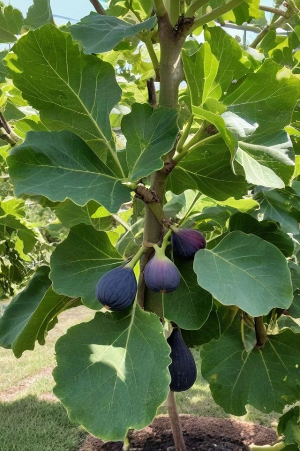 Common Fig Tree