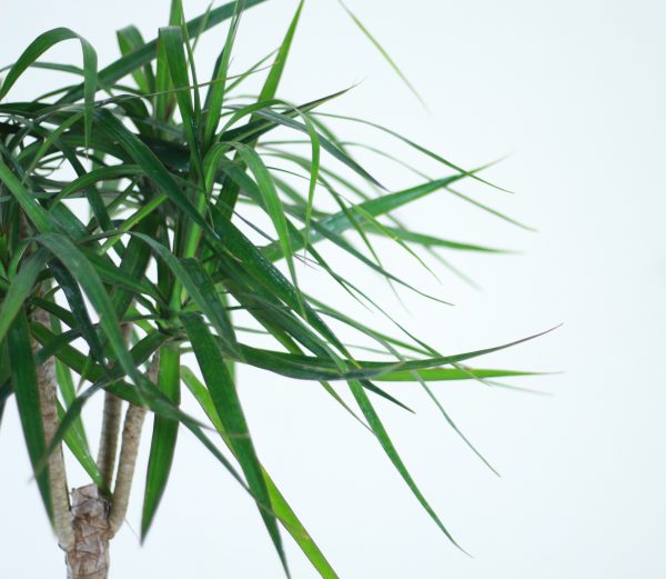 Dragon Tree