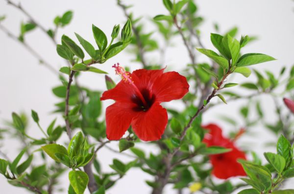Hibiscus