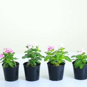 Vinca