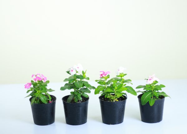Vinca