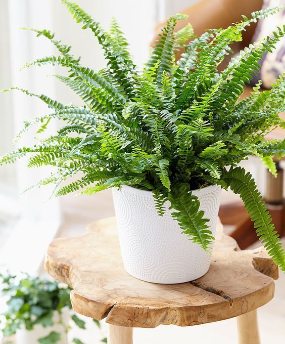 Boston Fern