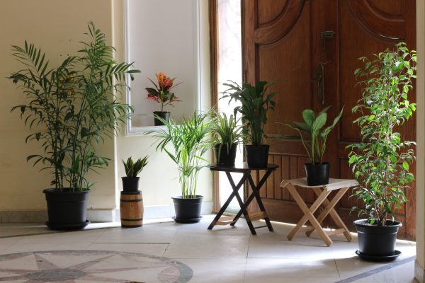 Air Purifying Set (8 Plants)