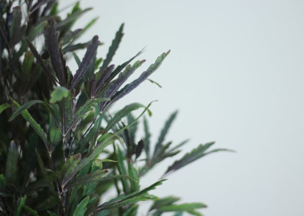 False Aralia