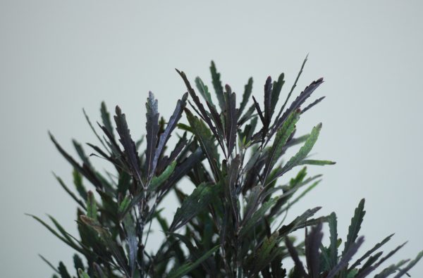 False Aralia