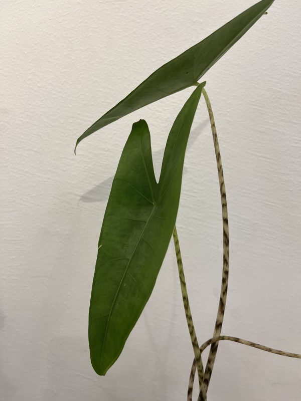Alocasia Zebrina