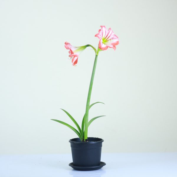 Amaryllis
