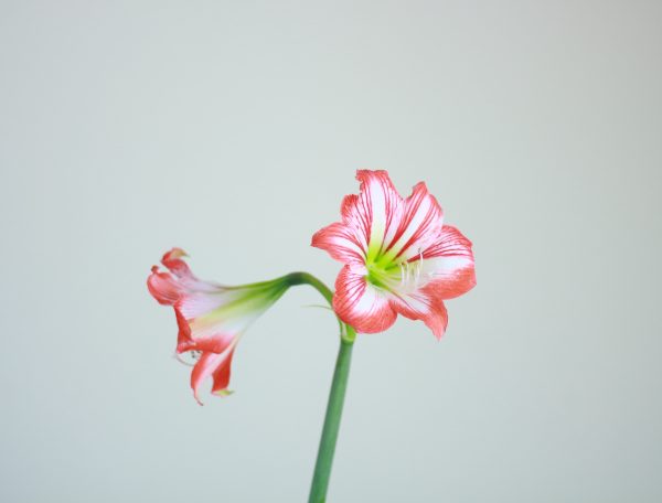 Amaryllis