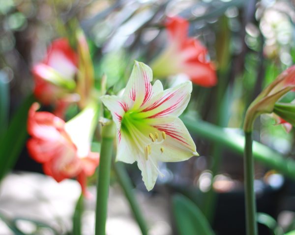 Amaryllis