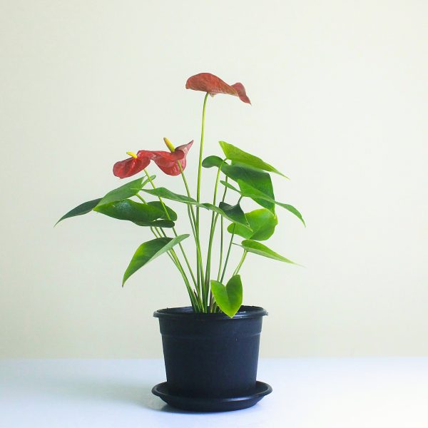Anthurium