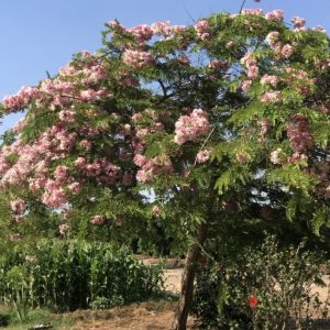 Apple Blossom full