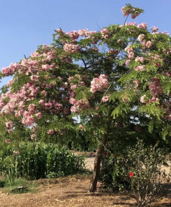 Apple Blossom full