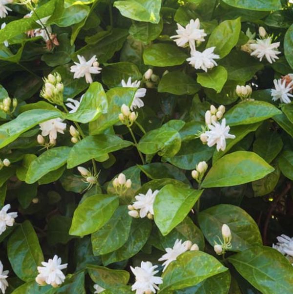 Arabian Jasmine