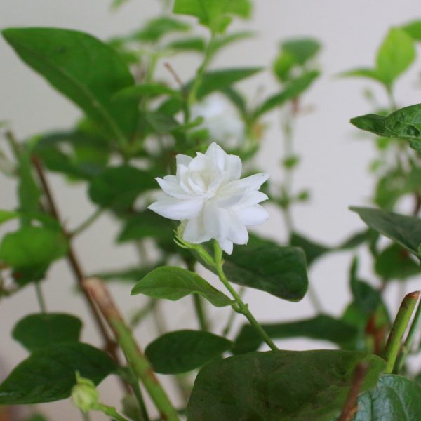 Arabian Jasmine