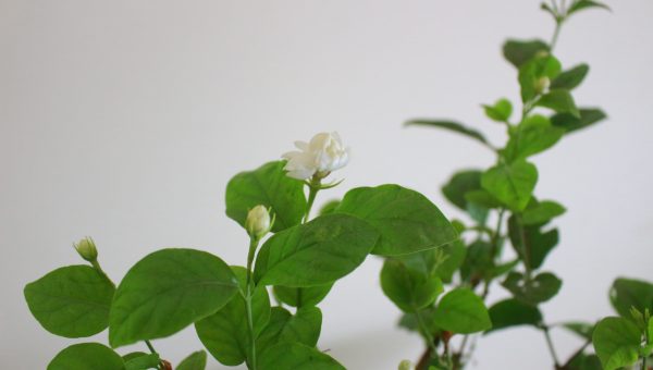Arabian Jasmine