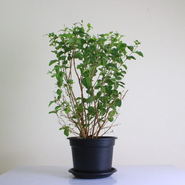 Arabian Jasmine