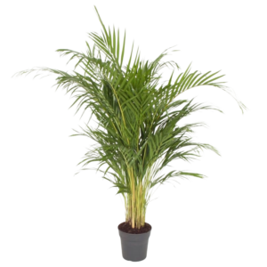 Outdoor Areca