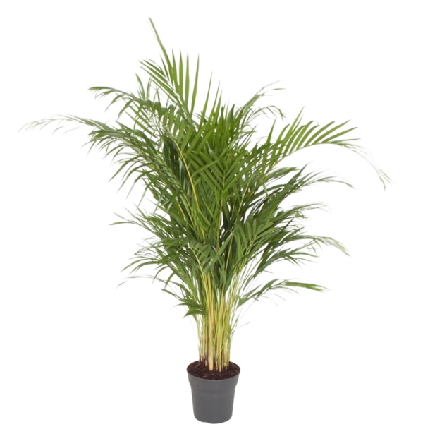 Outdoor Areca