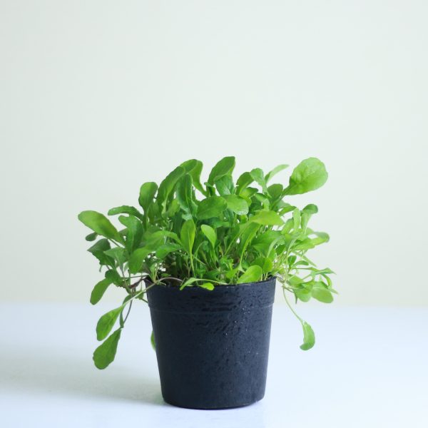 Arugula