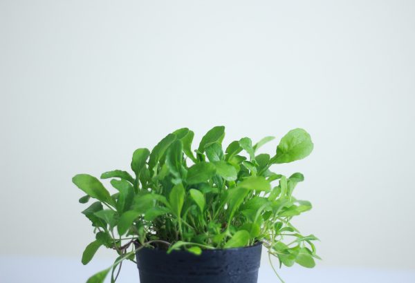 Arugula