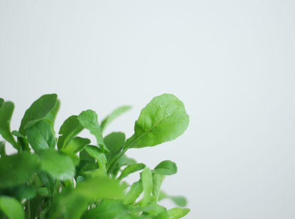 Arugula