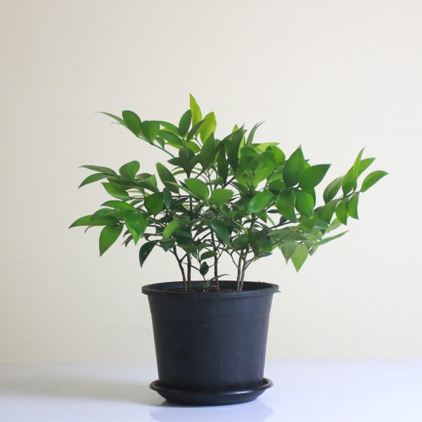 Asian Bayberry