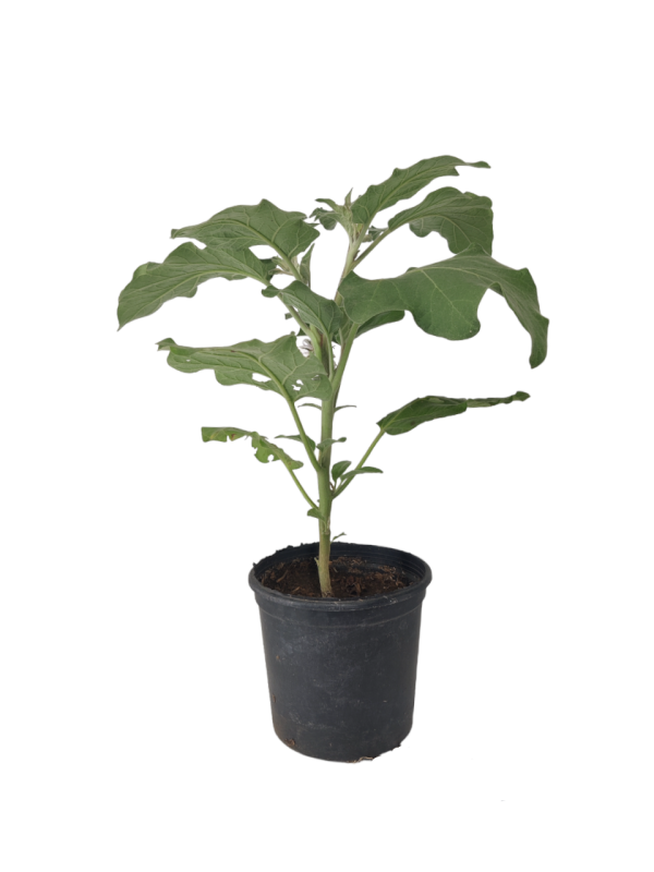 Aubergine