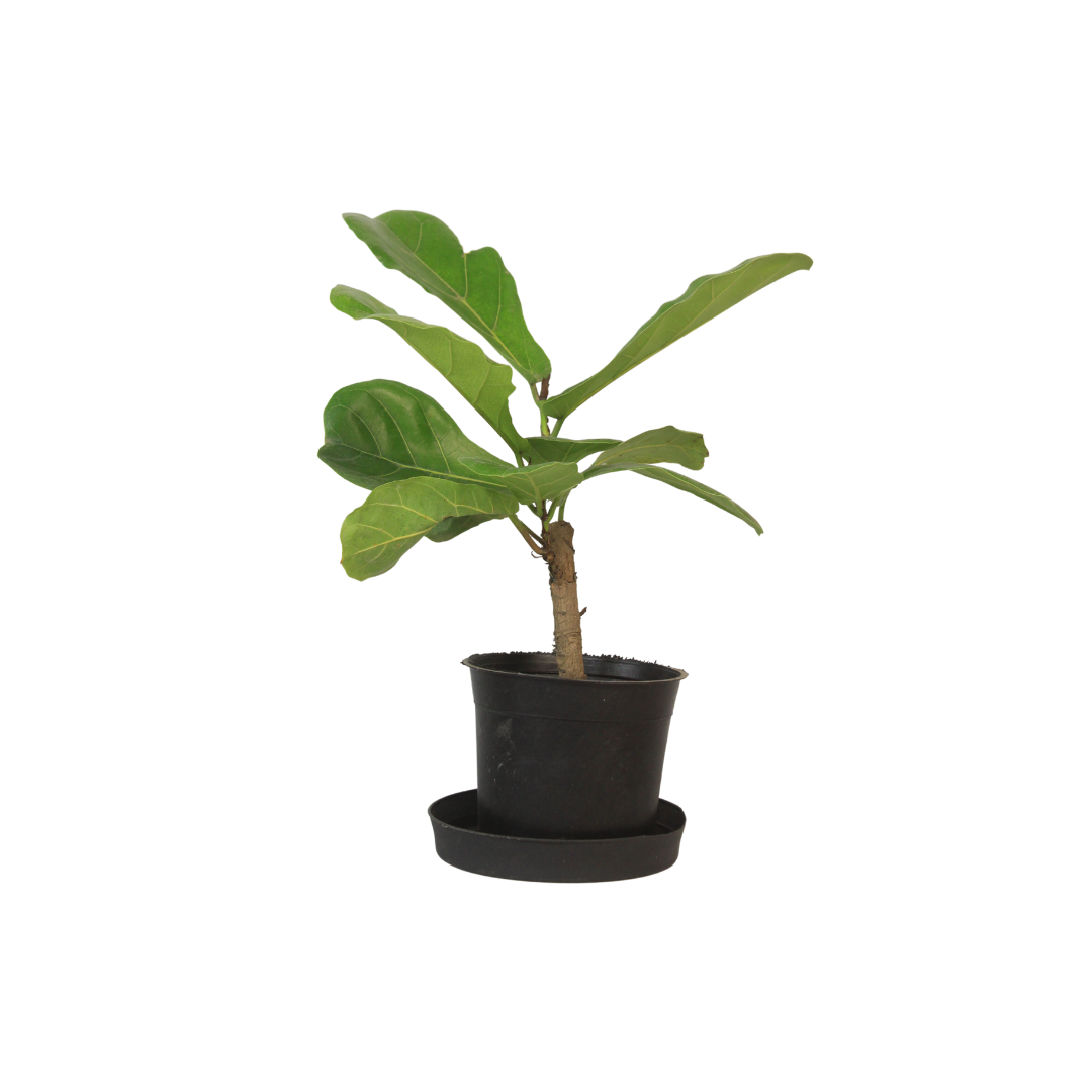 Baby FiddleLeaf Fig Mashtal Garden Centers