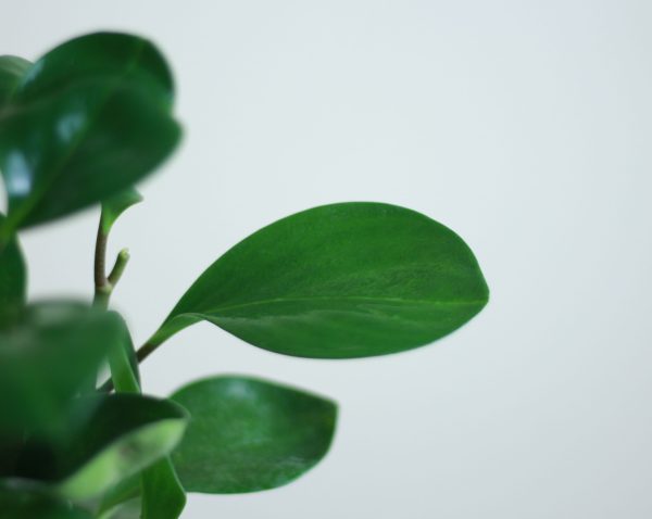 Baby Rubber Plant