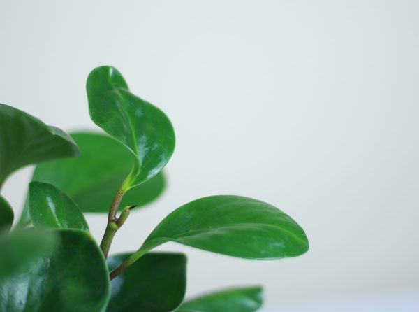 Baby Rubber Plant
