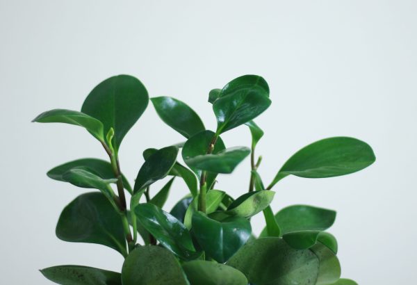 Baby Rubber Plant