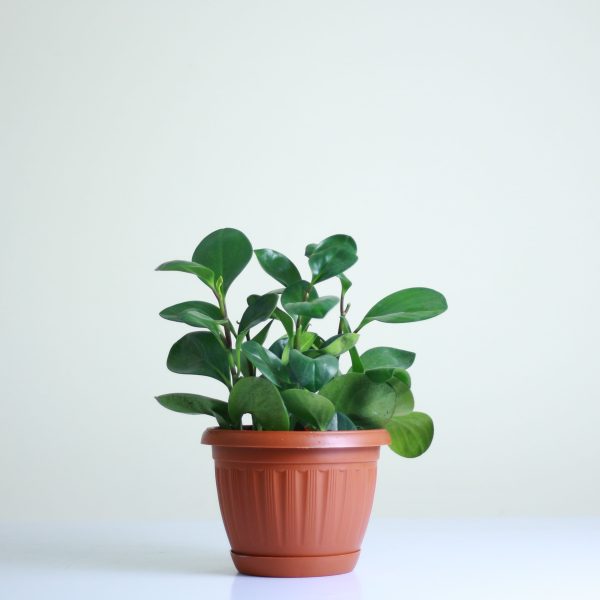 Baby Rubber Plant